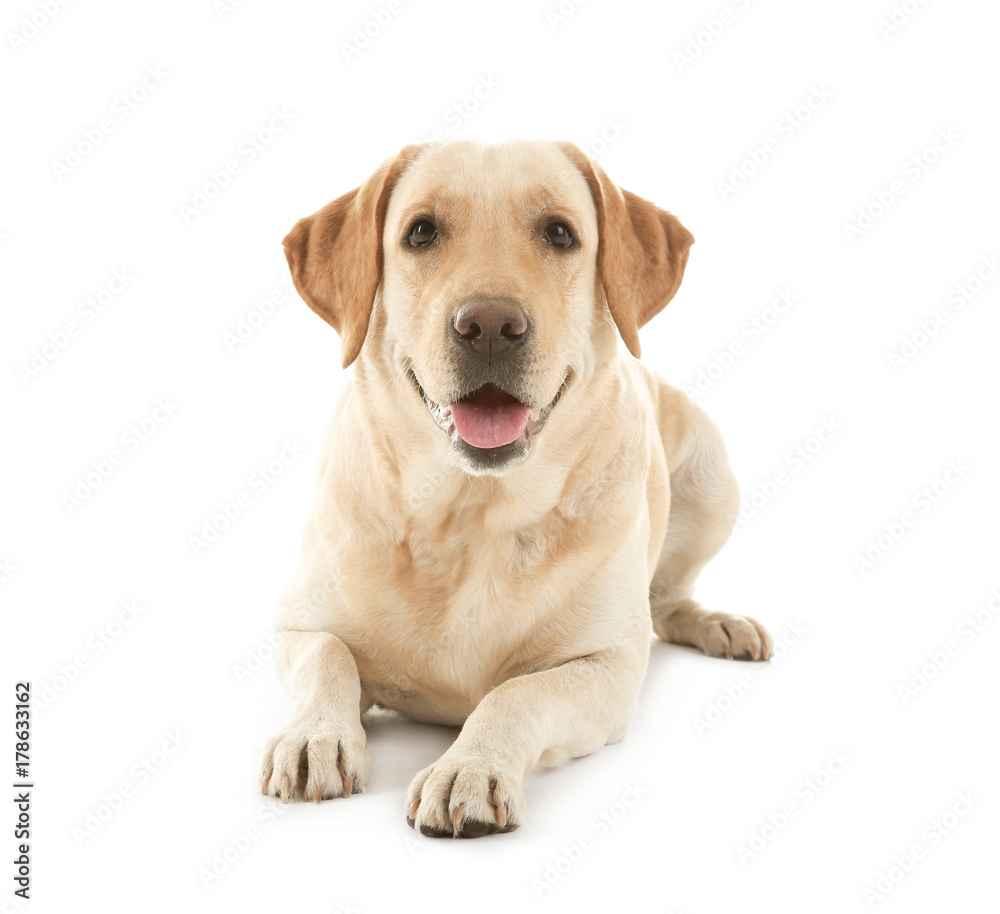 Cute Labrador Retriever on white background Cute Labrador Retriever on white background