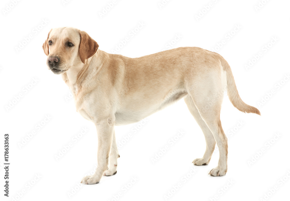 Cute Labrador Retriever on white background