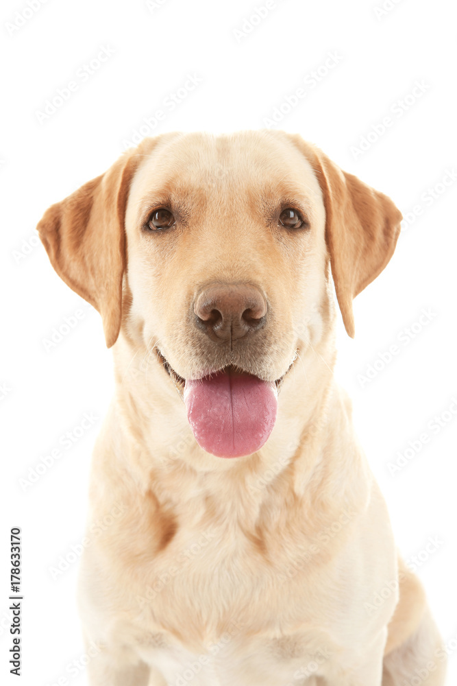 Cute Labrador Retriever on white background Cute Labrador Retriever on white background