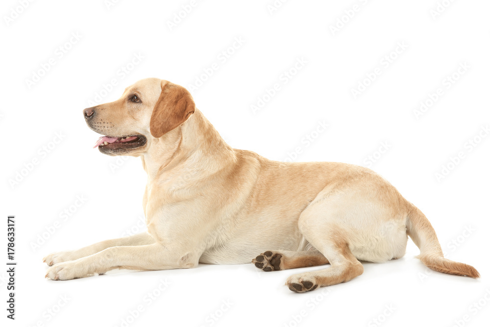 Cute Labrador Retriever on white background Cute Labrador Retriever on white background