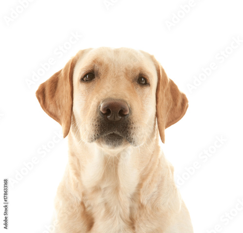 Cute Labrador Retriever on white background