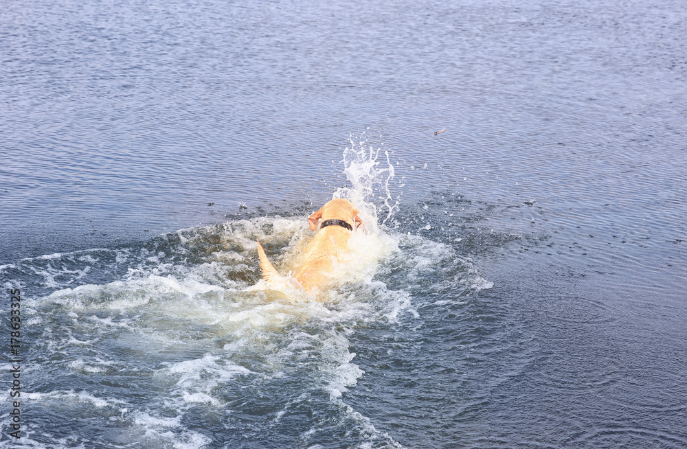 Labrador Retriever playing in water