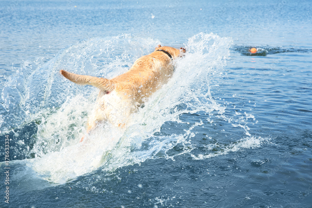 Playful Labrador Retriever jumping in water to fetch ball