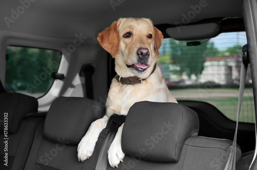 Cute Labrador Retriever on backseat in car © Africa Studio