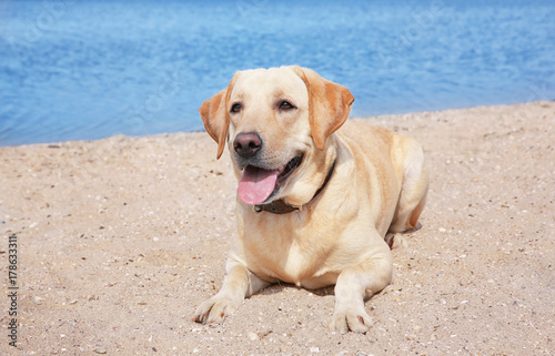 Cute Labrador Retriever on sandy river bank