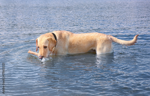 Cute Labrador Retriever with wooden stick in water
