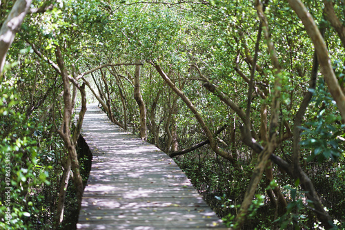 Wooden walkway in Mangroves forest.