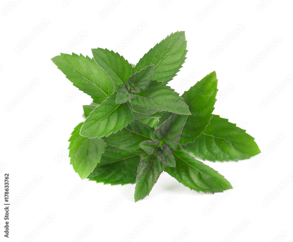 Fresh mint leaves isolated on white background. Fresh mint leaves isolated on white background.