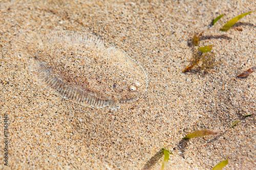 Close up underwater photo of flat sole fish burying in sand beach sea bottom. Protective camouflage, mimicry and ocean floor imitation pattern of flounders and flatfishes. Marine animals background.
