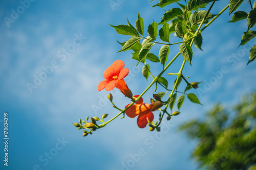 orange flower