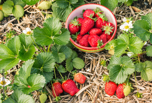 ripe and unripe strawberries on strawberry plant with bowl of picked berries