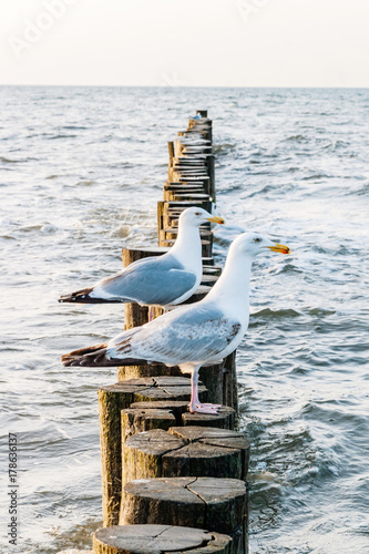 zwei Möwen sitzen am Strand
