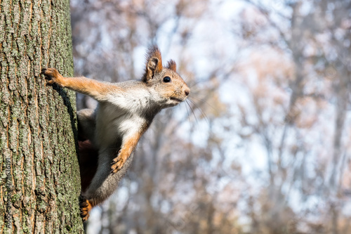 curious squirrel searching for food sitting on blurred park scene background
