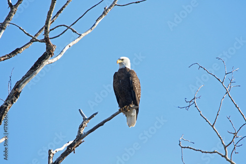 Eagle on the flathead river