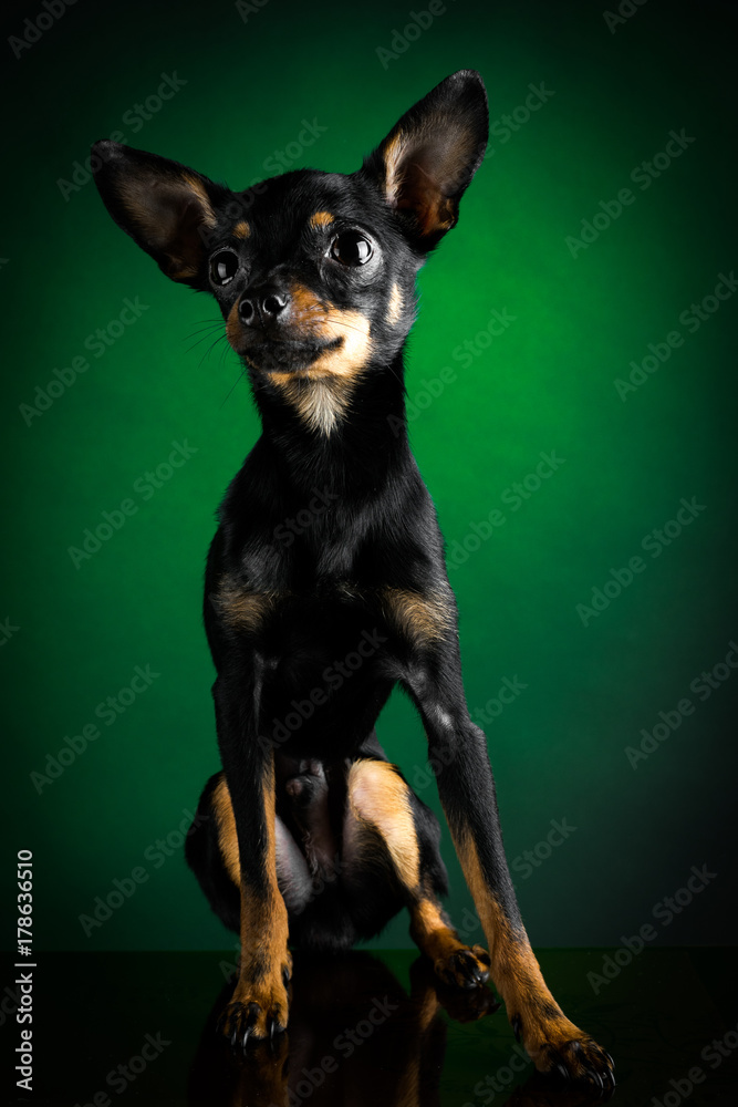 Puppy, dog, toy terrier portrait on a green background