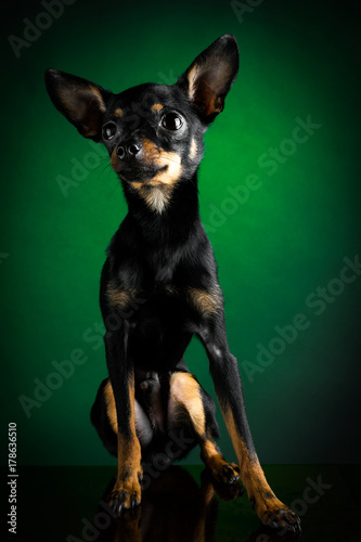 Puppy, dog, toy terrier portrait on a green background © Jevgenijs