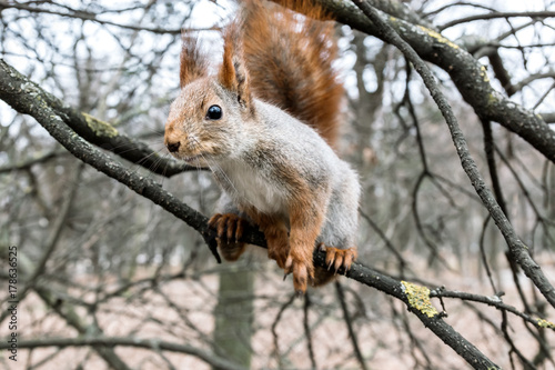 red squirrel sitting on branch of naked tree on autumn park background