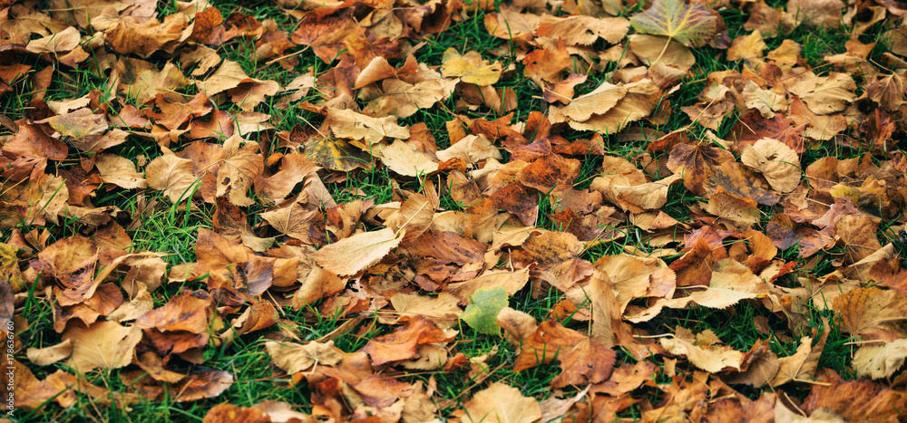 Maple leaves fallen on the ground at autumn