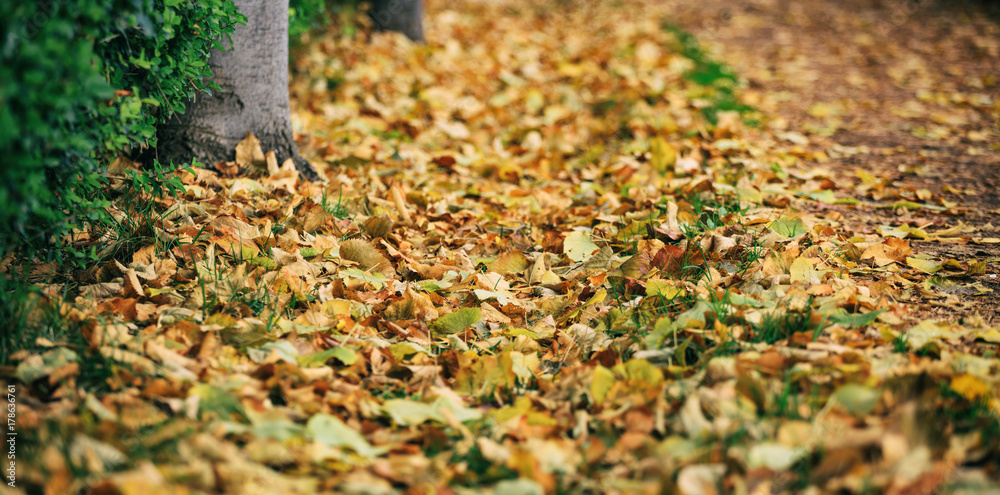 Maple leaves fallen on the ground at autumn Maple leaves fallen on the ground at autumn