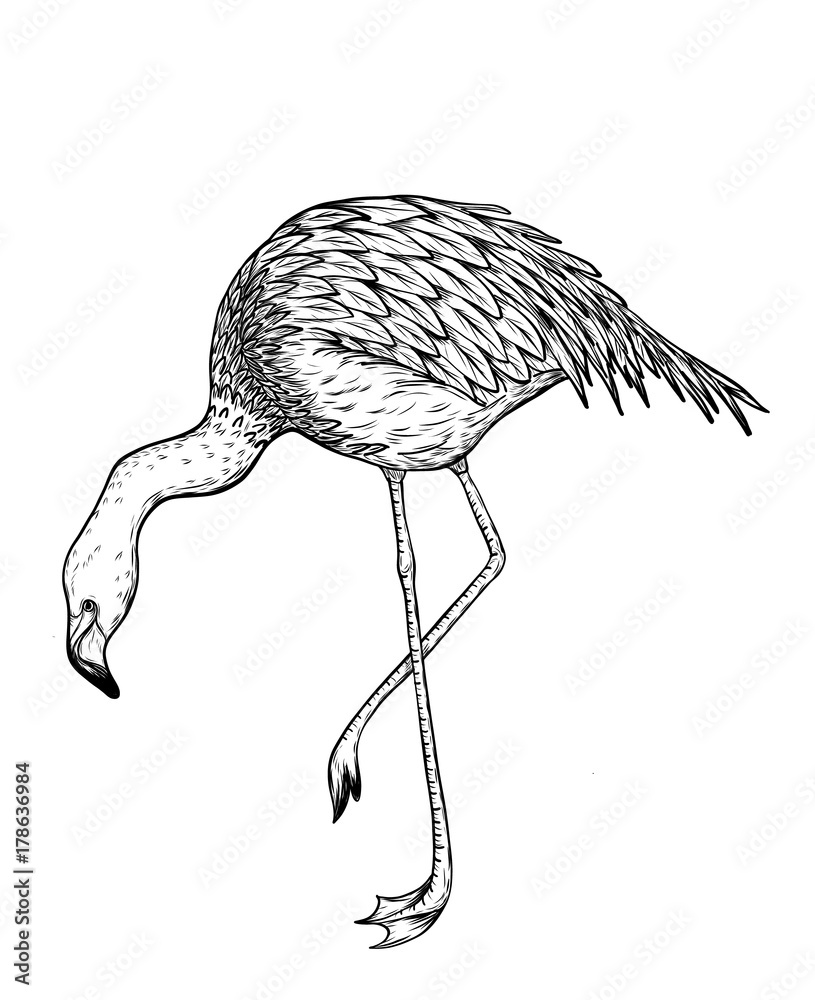 Bird Line Drawing png download  564796  Free Transparent Flamingo png  Download  CleanPNG  KissPNG