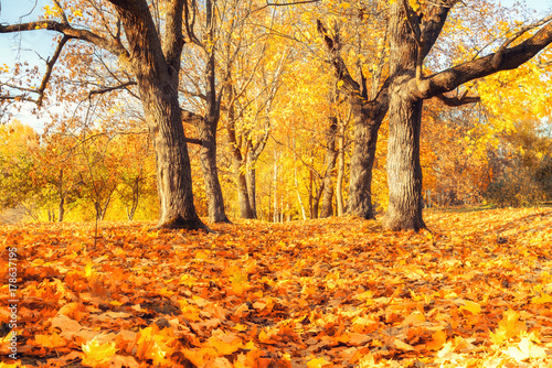 Pathway in the sunny autumn park