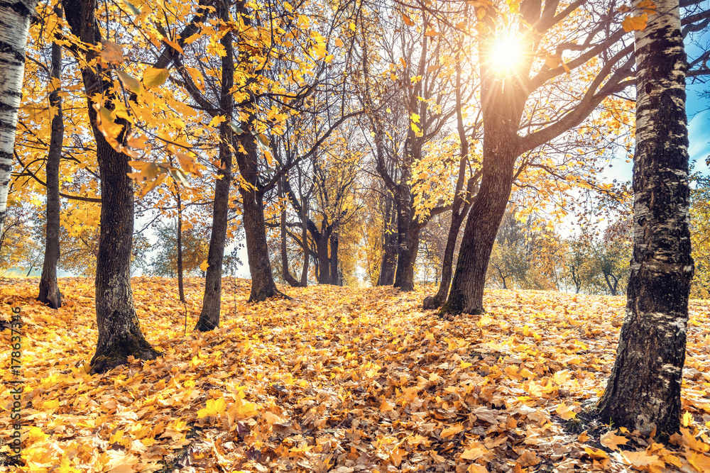 Alley in the sunny autumn park