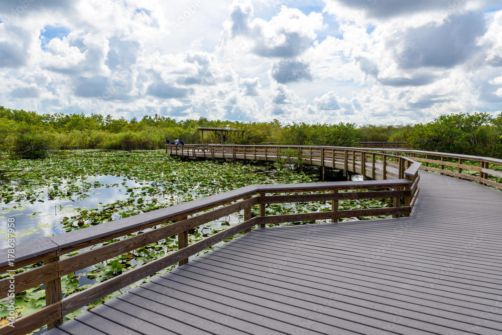 Anhinga Trail of the Everglades National Park. Boardwalks in the swamp. Florida, USA.