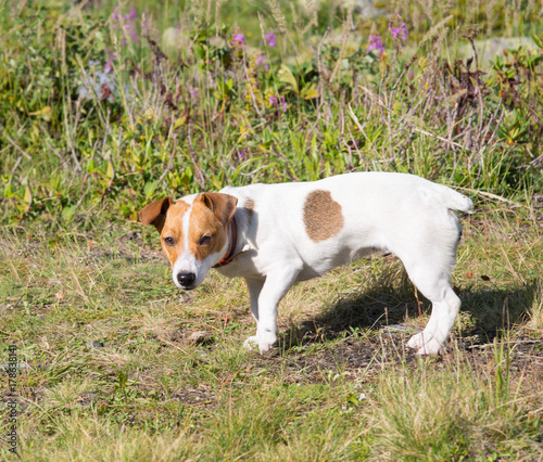 A Jack Russell dog