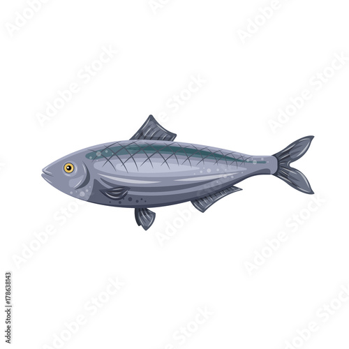 Vector icon flat herring fish isolated on white background. Marine fresh food