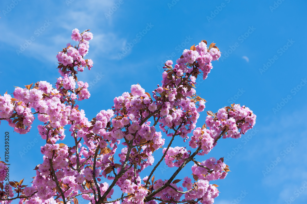 Flowering cherries in full bloom against blue sky in Parc de Sceaux, Paris, France Flowering cherries in full bloom against blue sky in Parc de Sceaux, Paris, France