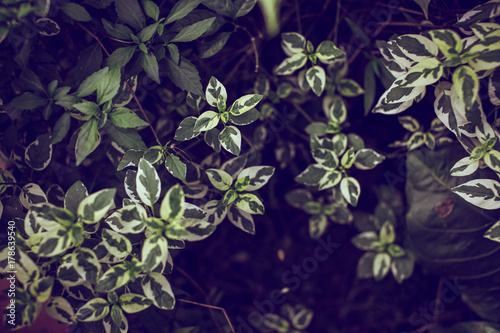 Wallpaper Mural Green creative fashionable nature leaves texture for background Torontodigital.ca