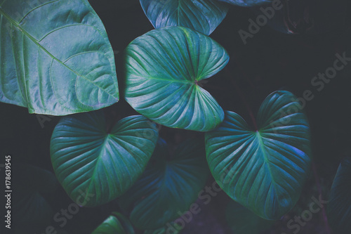 Green fashionable nature tropical leaves texture for background