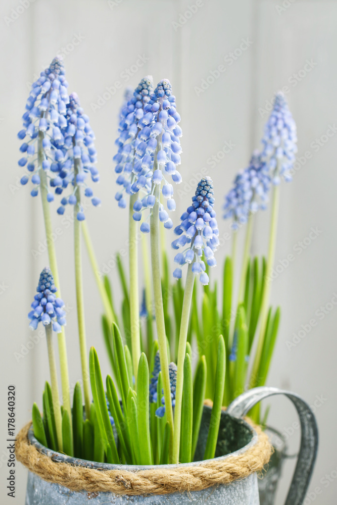 Fototapeta premium Muscari flowers (grape hyacinth)
