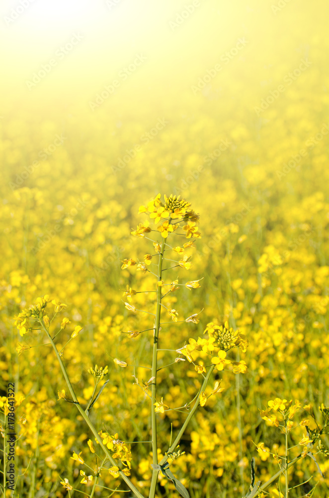 Bright yellow canola field under blue sky summer day Bright yellow canola field under blue sky summer day