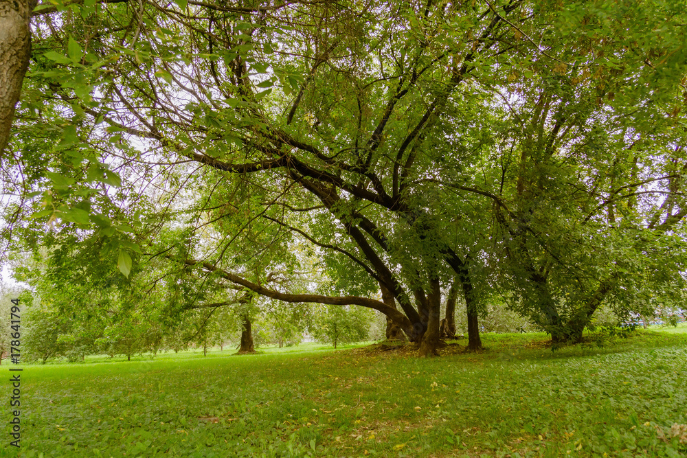 Green Crooked Trees in the Park Green Crooked Trees in the Park