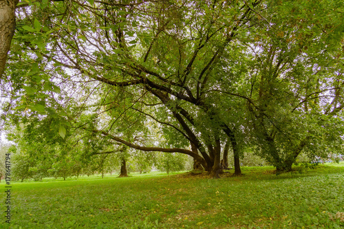 Fototapeta Naklejka Na Ścianę i Meble -  Green Crooked Trees in the Park