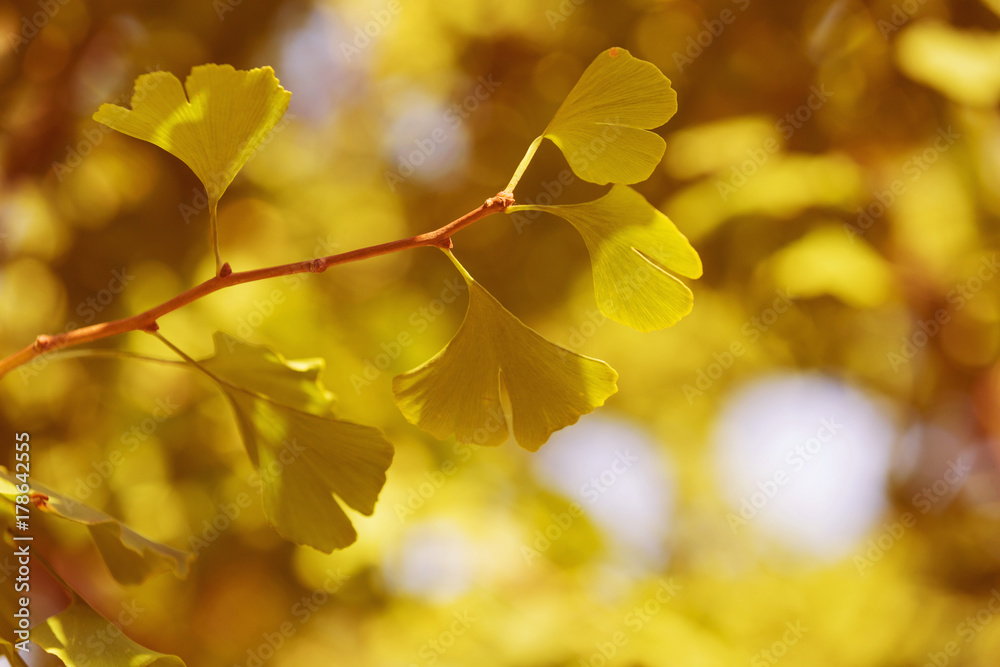 Obraz premium branch with leaves of ginkgo biloba close-up