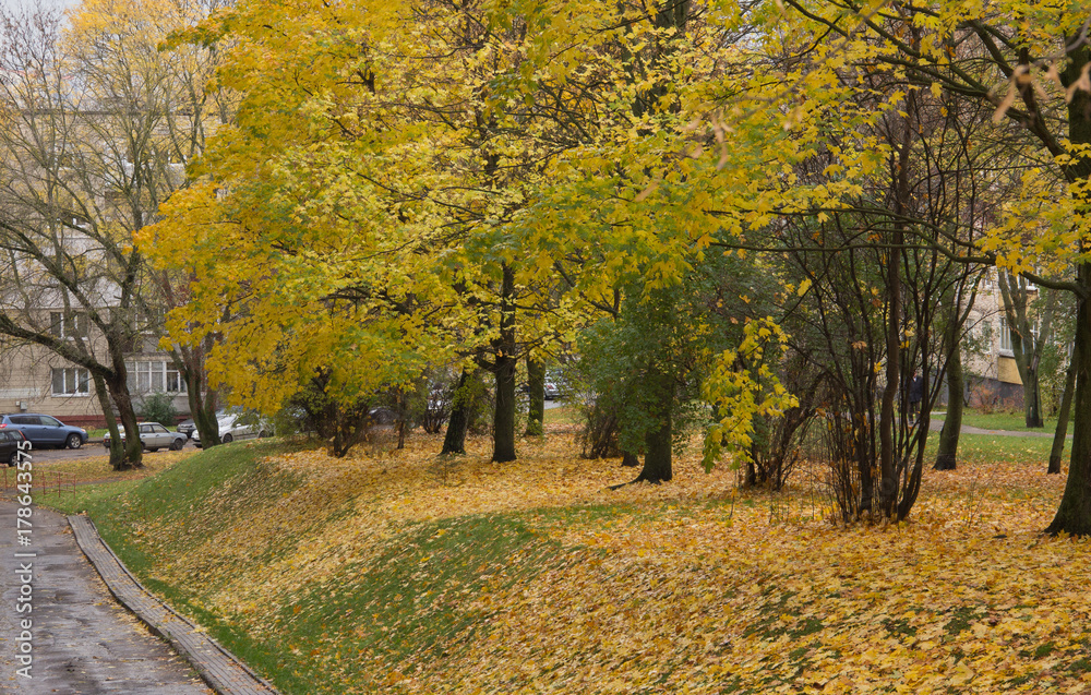 Naklejka premium road in a park among trees in autumn