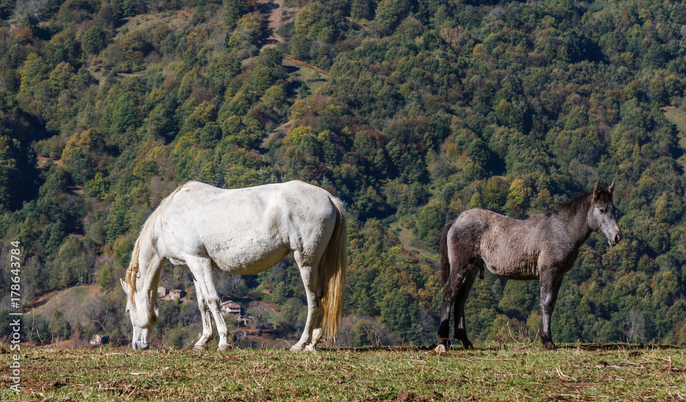 Yegua y potro en pradera de montaña.
