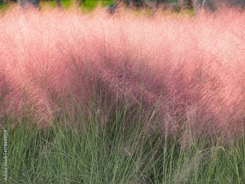 Принти на полотні Pink hairawn muhly, Muhlenbergia capillaris, perennial tufted ornamental grass with narrow long leaves and small red to pink flowers with awns on elongate panicle with filiform spreading branches
