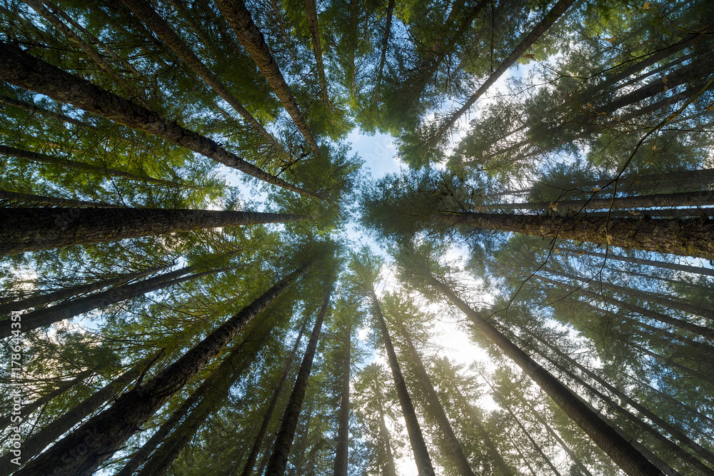Naklejka premium Płonące jodły w Oregon Forest State Park USA Ameryka