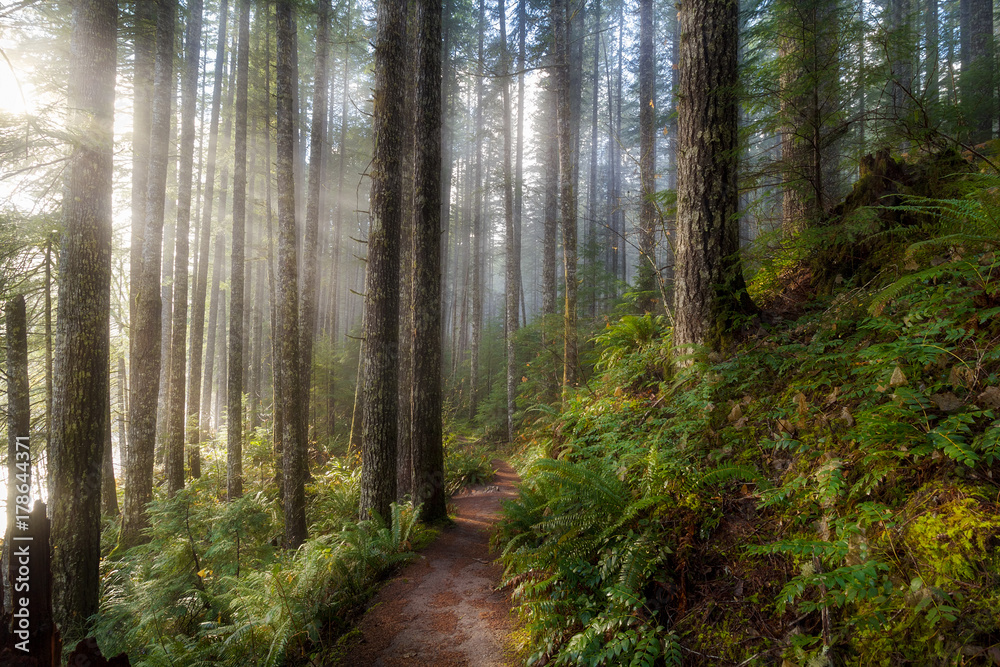 Naklejka premium Promienie słońca wzdłuż szlaku turystycznego w Washington State Park USA Ameryka