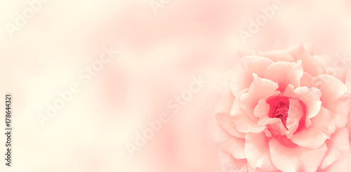 Banner with pink rose © frenta