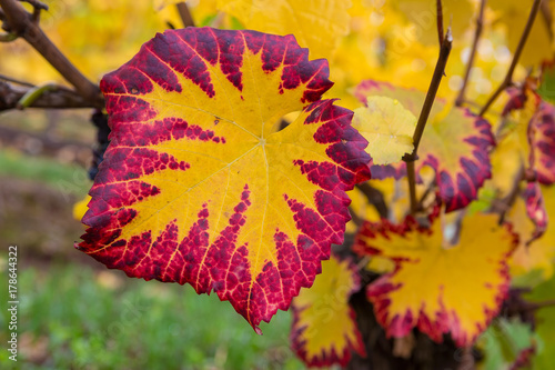 Fall Color of Grape Foliage Macro USA America