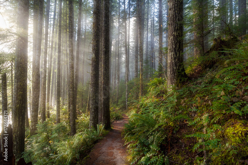 Sun Beams along Hiking Trail in Washington State Park USA America
