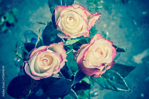 Pink White Roses Retro
