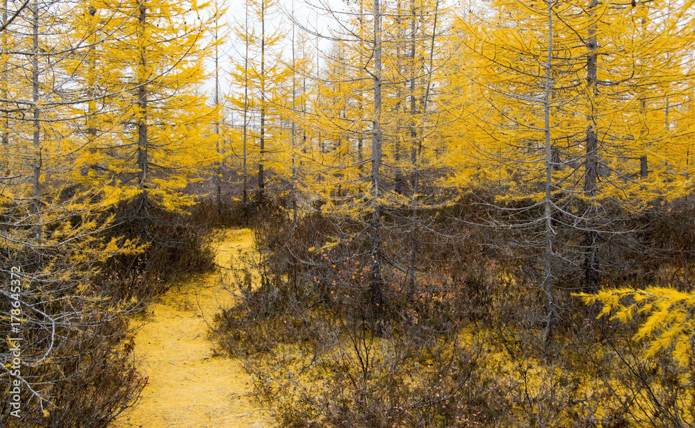 Fototapeta premium autumn trail