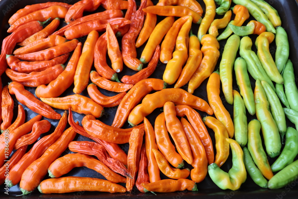 The multitude of chilli peppers, closeup view.Capsicum Baccatum Aji Ahuachapau Cap 220 The multitude of chilli peppers, closeup view.Capsicum Baccatum Aji Ahuachapau Cap 220