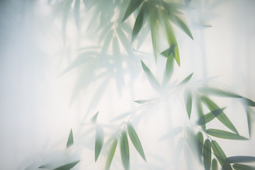 Keuken achterwand Bamboe Groene bamboe achter matglas  © Raman Maisei