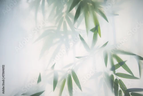 Obraz zielony bambus we mgle